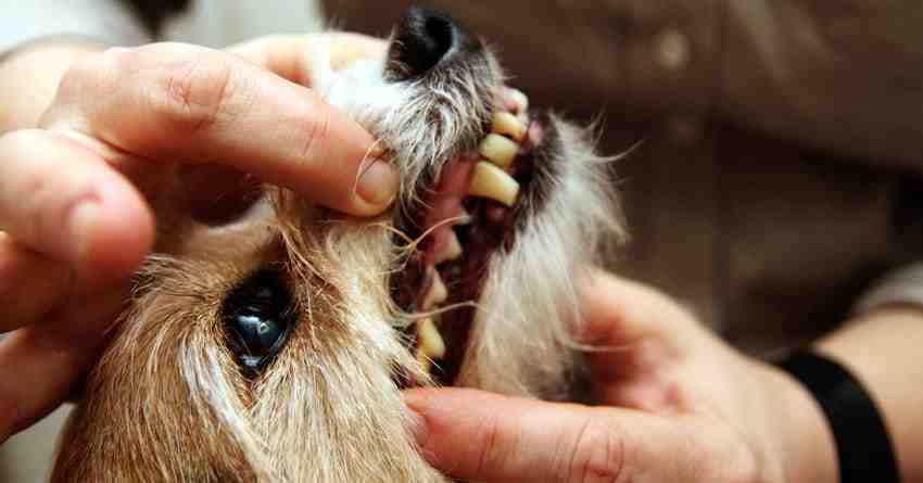 Dog dentist san diego cost